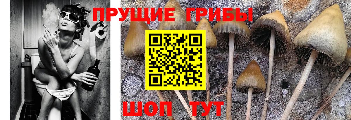 Геленджик  Псилоцибиновые грибы мухоморы  Вход с VPN 